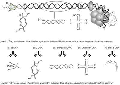 SLE: a cognitive step forward—a synthesis of rethinking theories, causality, and ignored DNA structures